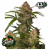 Autofiorenti: Auto Guava 3 fem